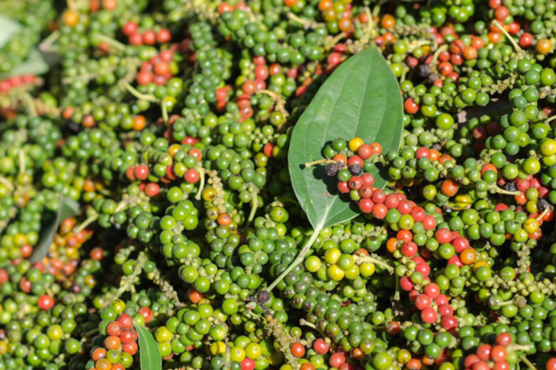 Visit Phu Quoc pepper garden - an ideal check-in destination